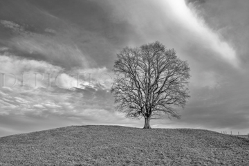 Near Machtlfing, Bavaria, 2014