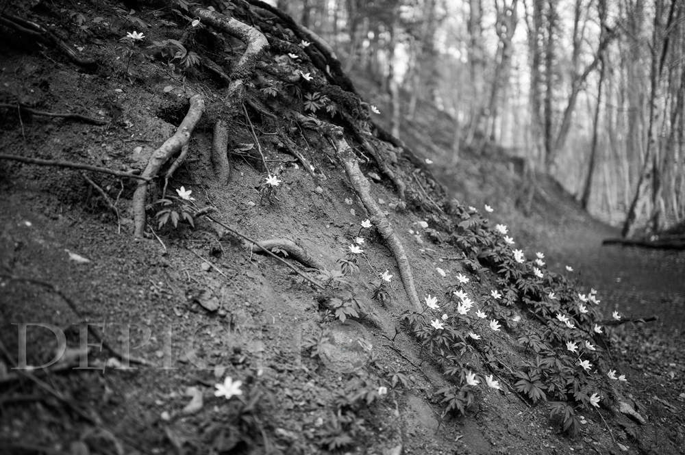 Near Seefeld, Bavaria, 2015