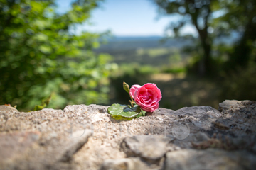 "Une rose se repose&<quot;br />Bargème, Provence, 2015