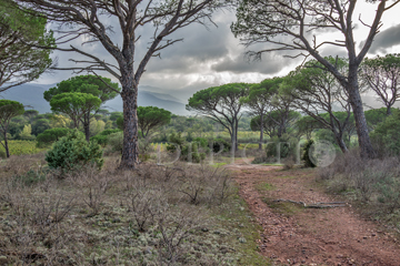 La Plaine des Maures, Provence, 2014